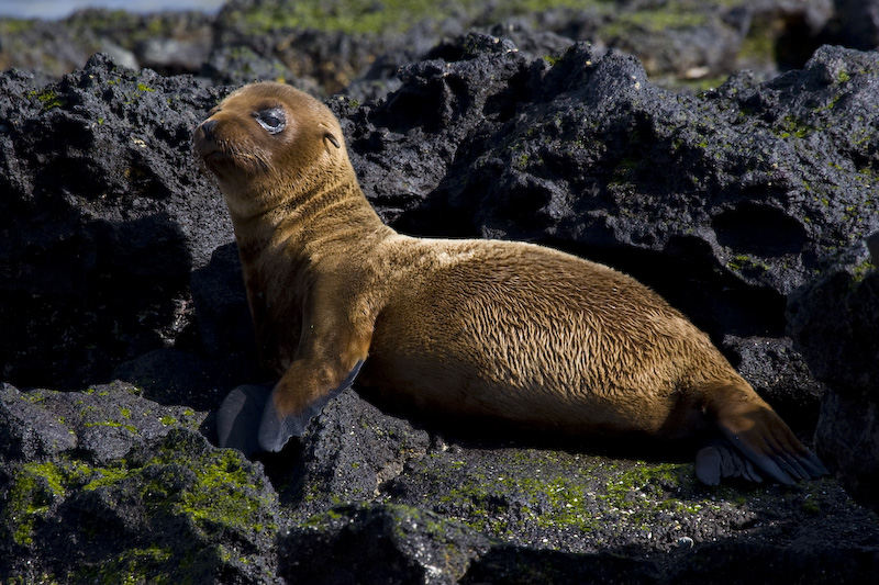 Galápagos Sealion